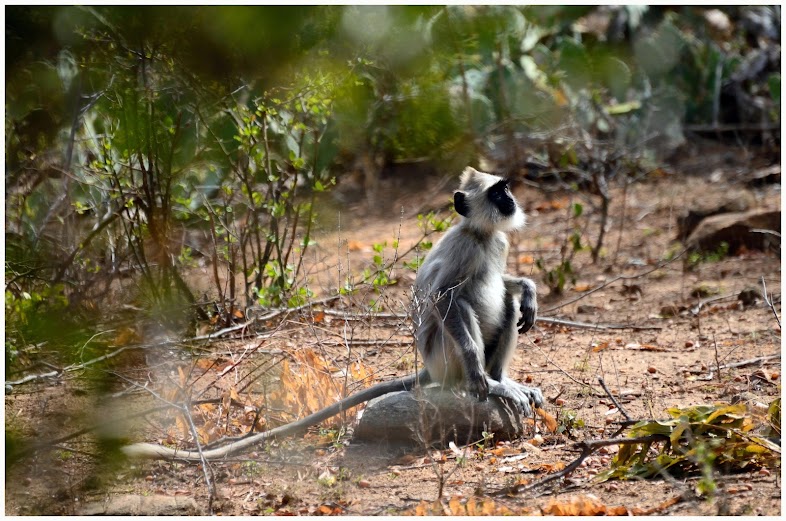 chinnar wildlife sanctuary